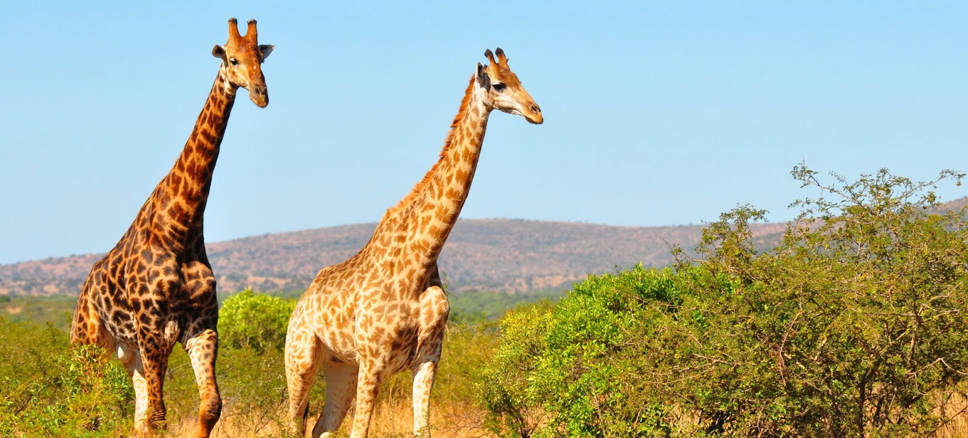 Girafes dans la réserve Hluhluwe Umfolozi