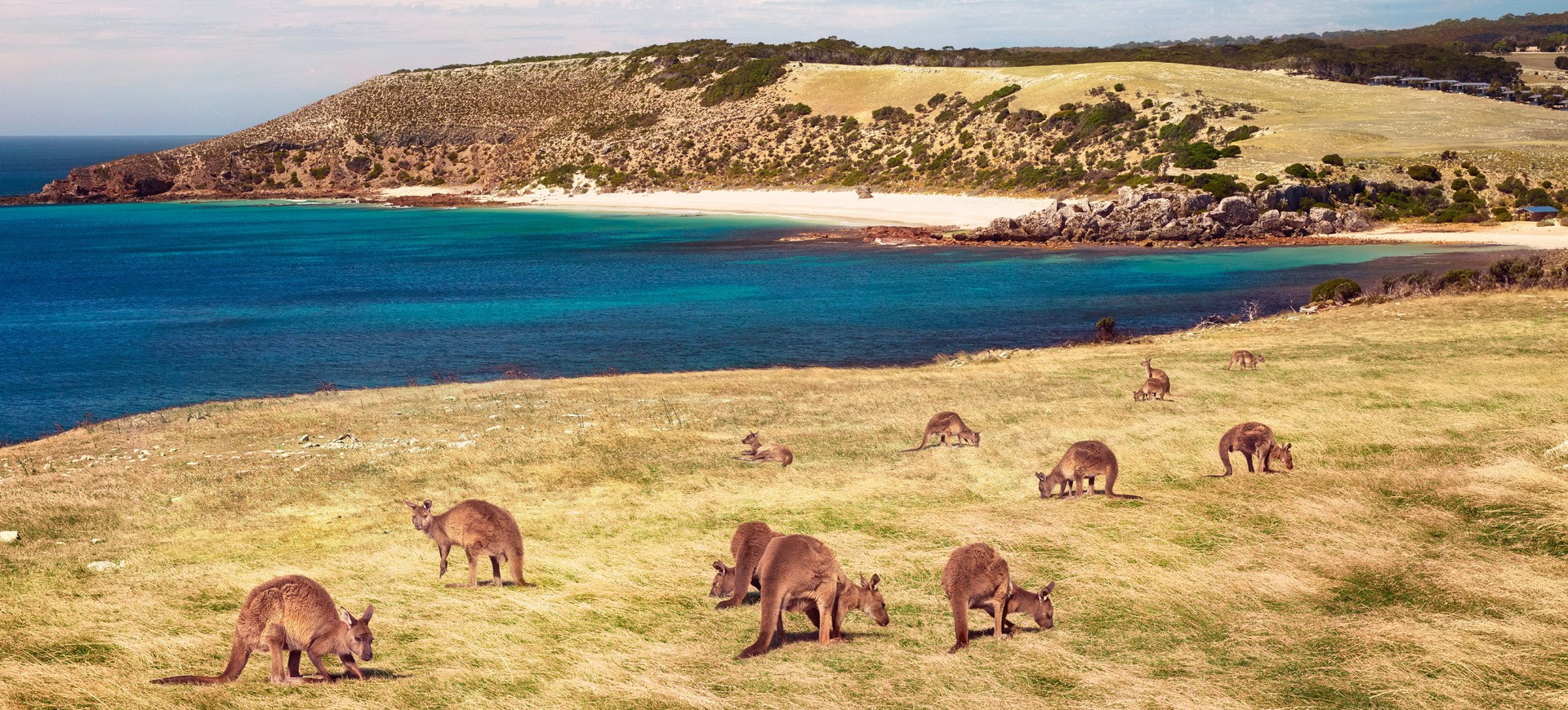 Kangaroos à Stokes Bay à Kangaroo Island