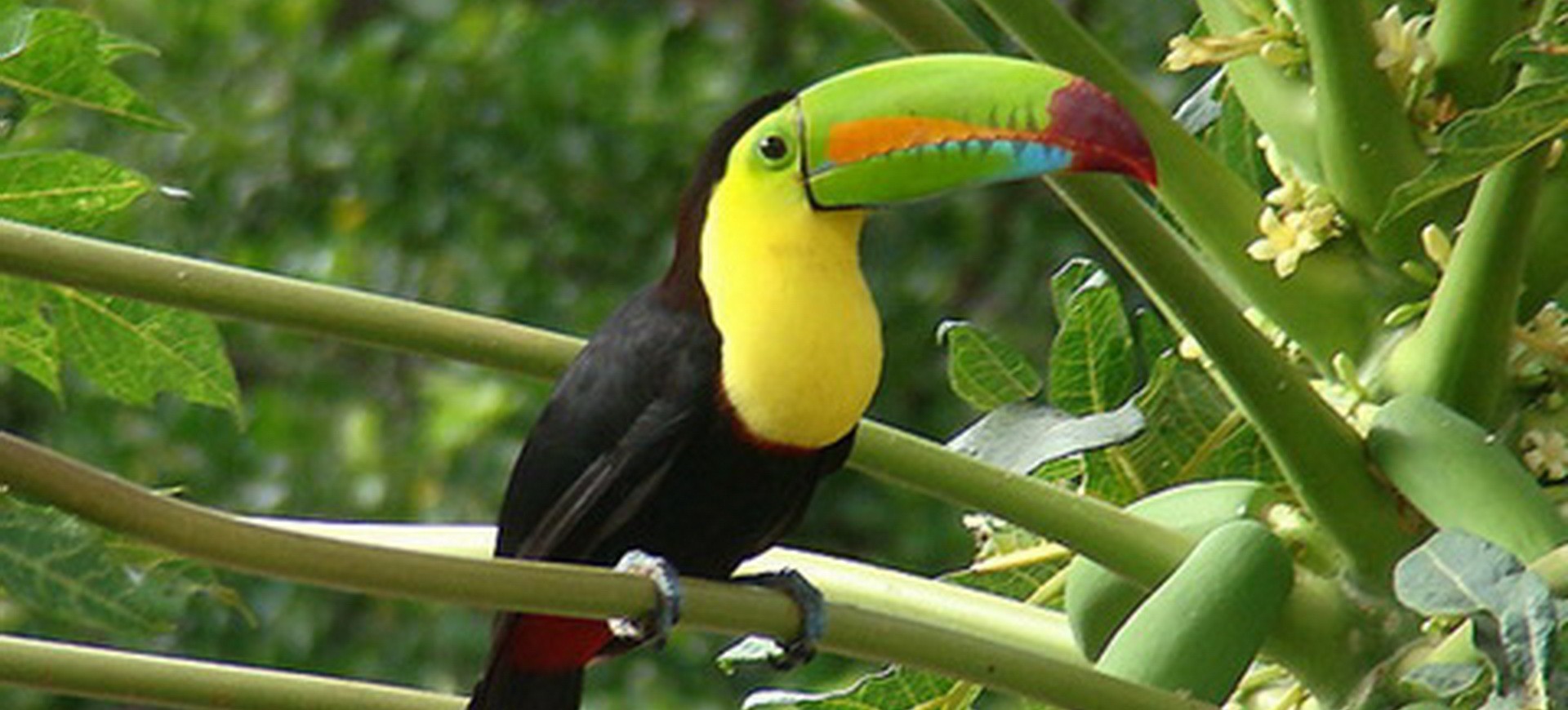 Costa Rica Arenal Toucan