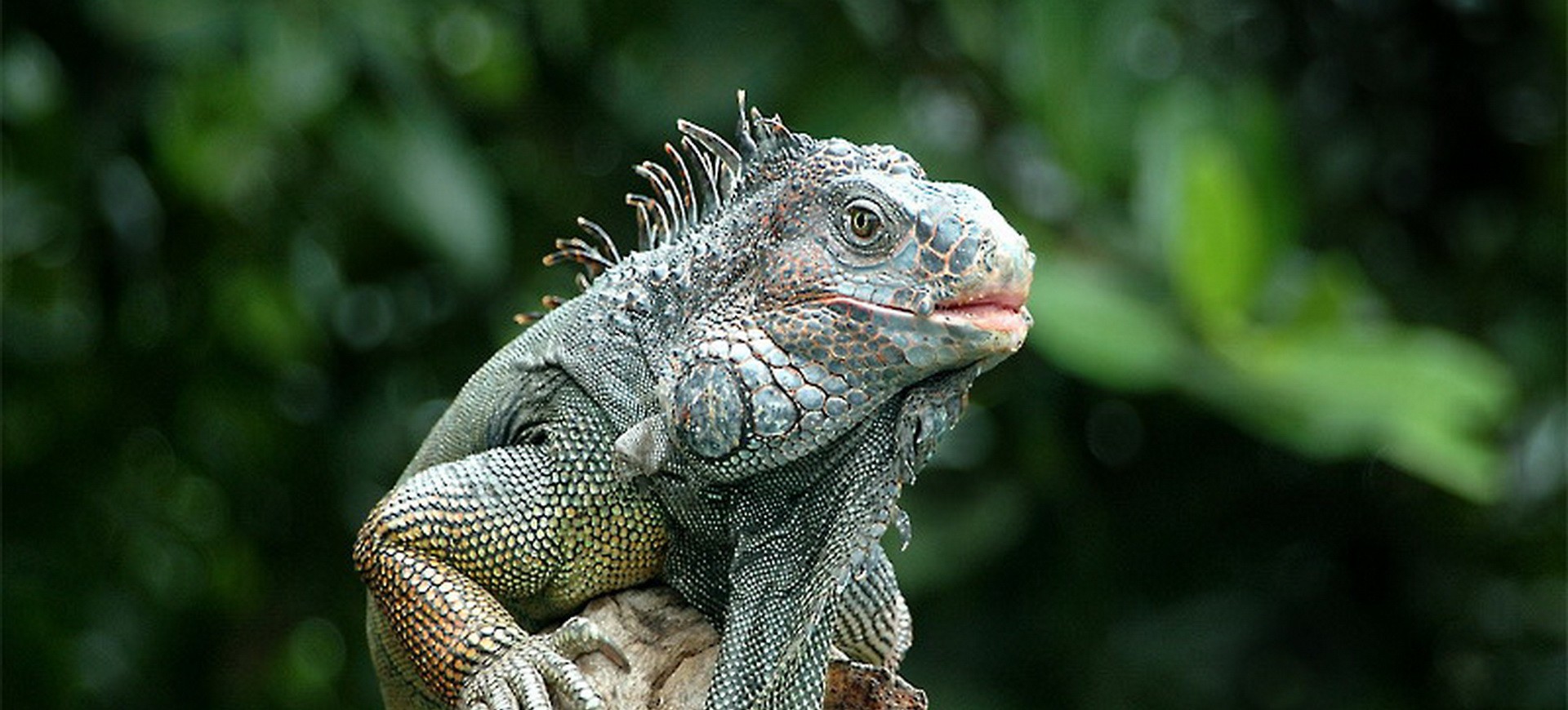 Iguane dans la forêt tropical au Costa Rica