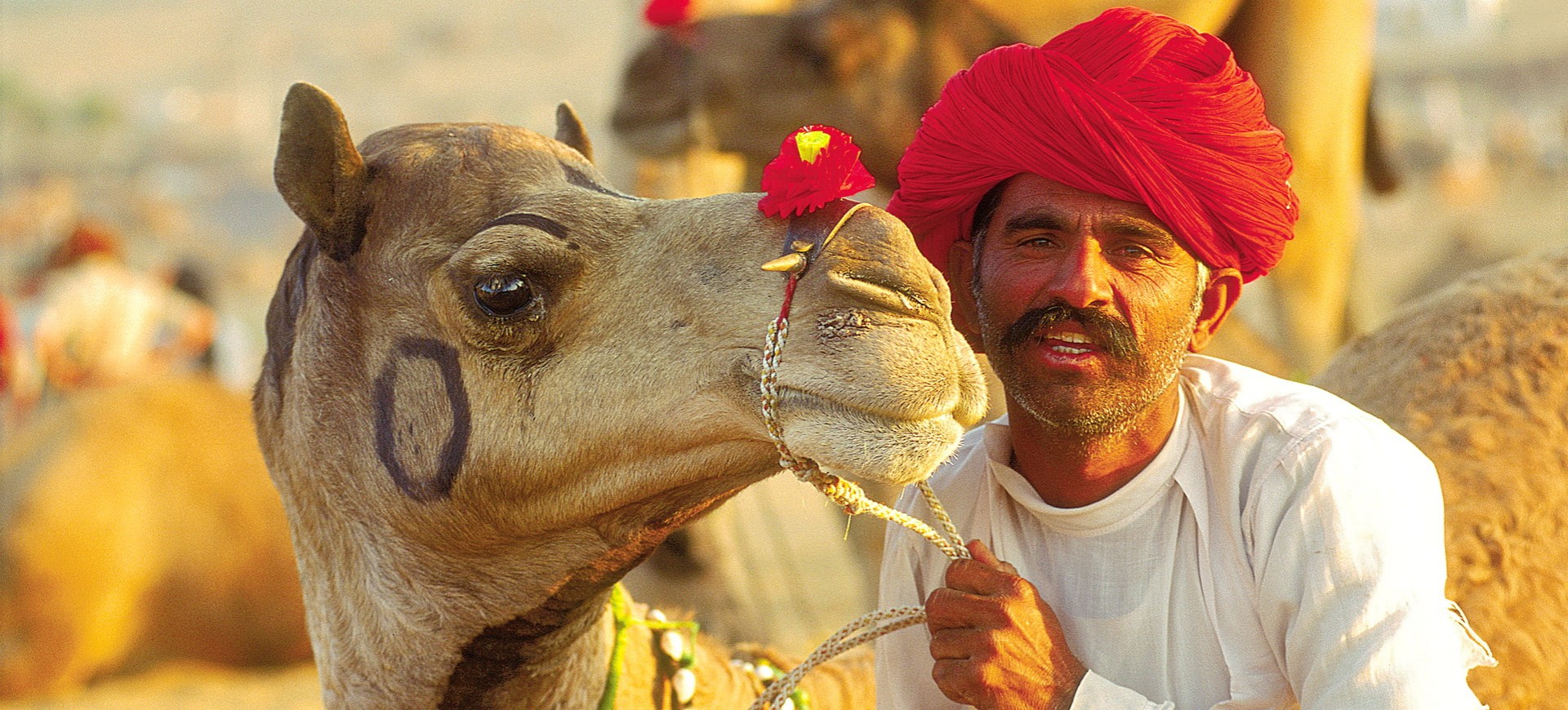 Un chameau pendant la foire de Pushkar au Rajasthan