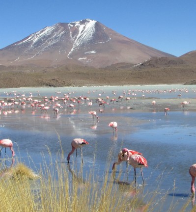 Paysages des Andes et le Désert du Sel
