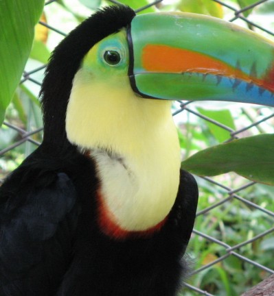 Costa Rica Toucan