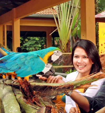 Malaisie Ile de Langkawi Parc aux Oiseaux Perroquet