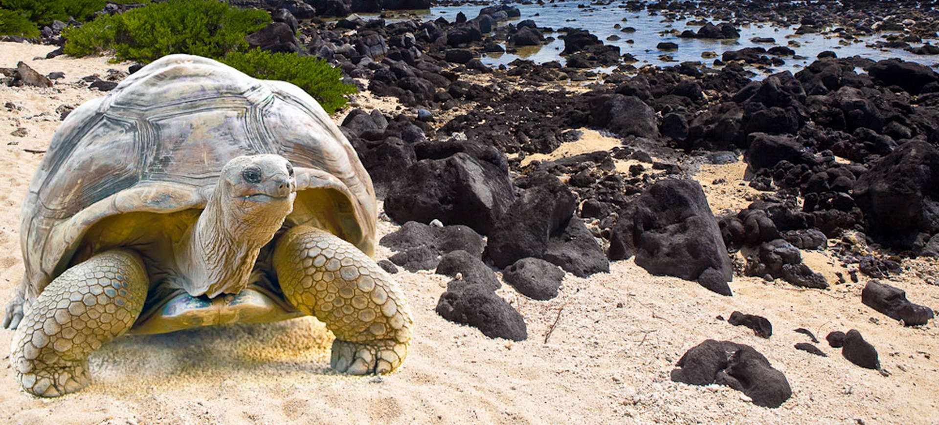 Archipel des îles Galápagos et les tortues géantes …